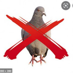 pigeon