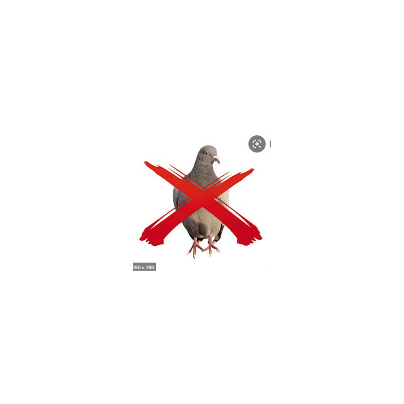 pigeon