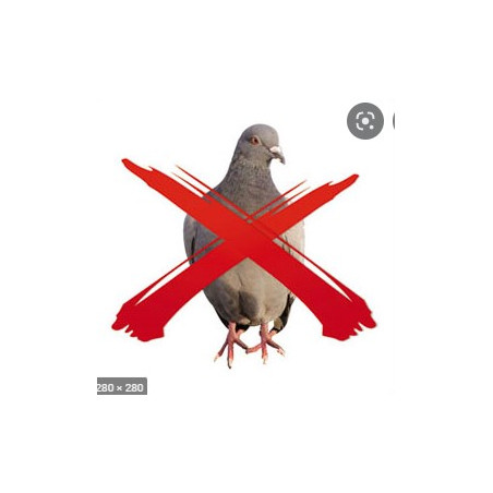 pigeon