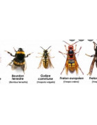insectes volant