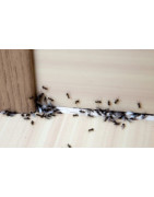 insectes rampants